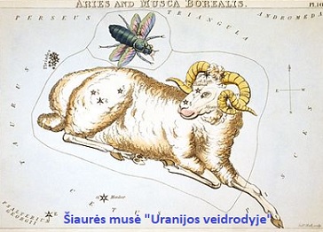 iaurin mus