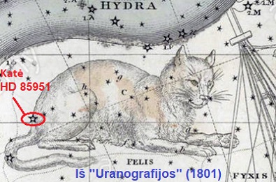 Kats vaigdynas