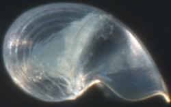 Ctenopelta porifera