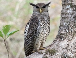 D�m�tpilvis apuokas
