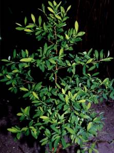 Coca bush