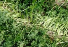 Carrot formation, Etten-Leur