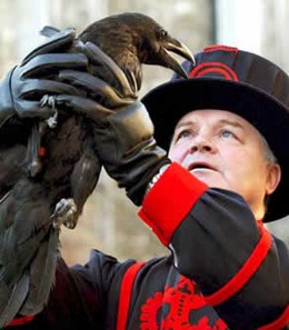 Raven master. London Tower Ravens