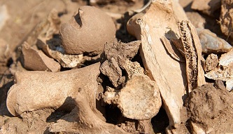 Dinozauro palaikai
